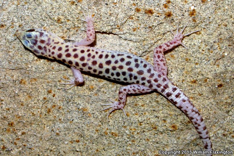 Sandstone Night Lizard (Xantusia gracilis)