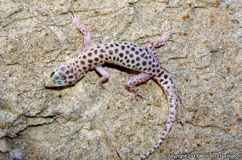 Sandstone Night Lizard (Xantusia gracilis)