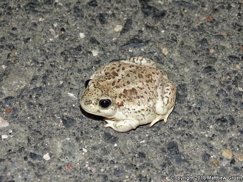 Plains Spadefoot (Spea bombifrons)