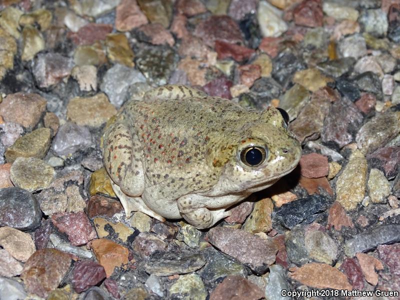 Plains Spadefoot (Spea bombifrons)