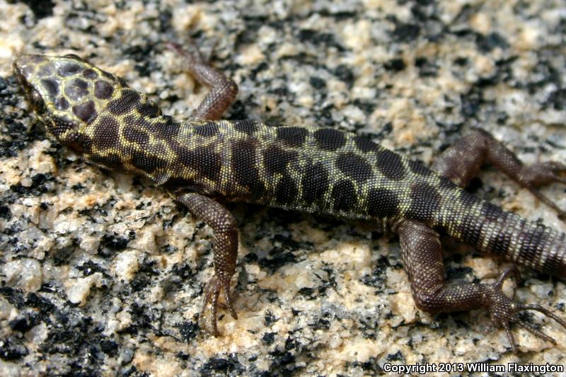 Granite Night Lizard (Xantusia henshawi)