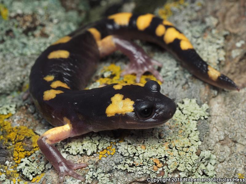 Yellow-blotched Ensatina (Ensatina eschscholtzii croceater)