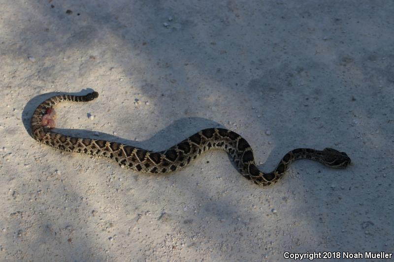 Eastern Diamond-backed Rattlesnake (Crotalus adamanteus)