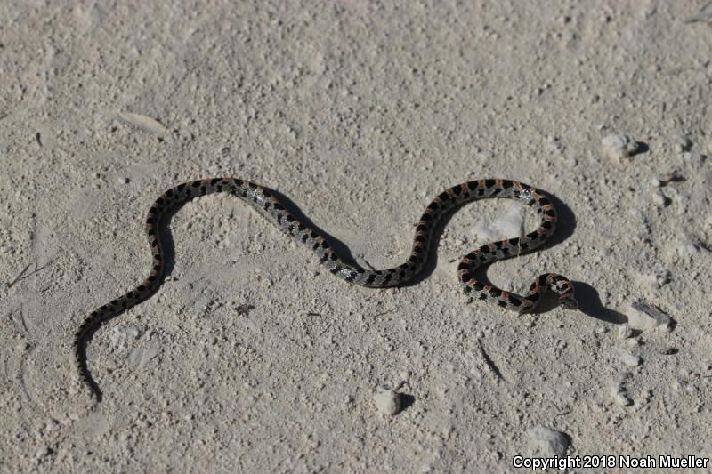 Short-tailed Snake (Lampropeltis extenuata)