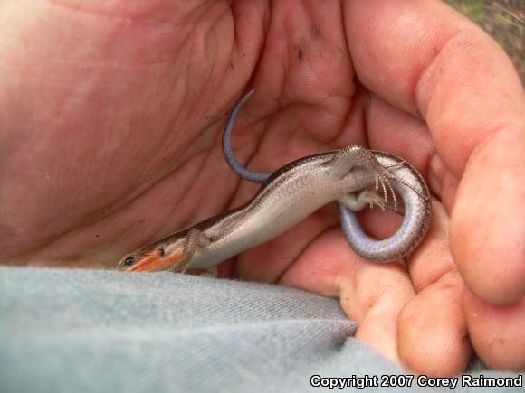 Five-lined Skink (Plestiodon fasciatus)