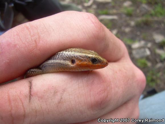 Five-lined Skink (Plestiodon fasciatus)