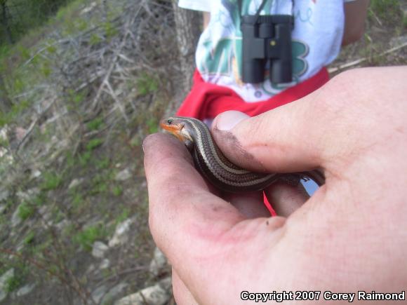 Five-lined Skink (Plestiodon fasciatus)