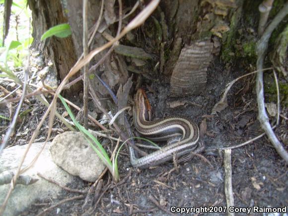 Five-lined Skink (Plestiodon fasciatus)