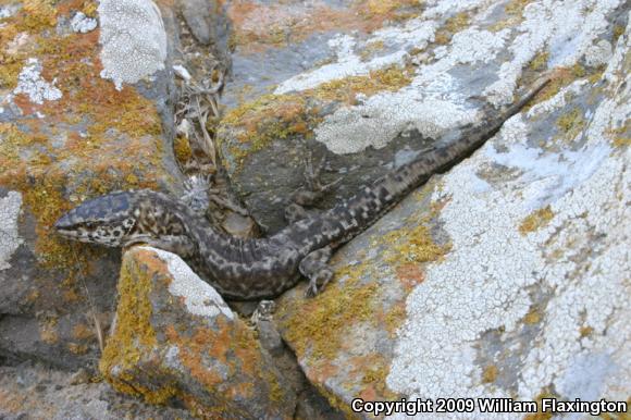 San Clemente Night Lizard (Xantusia riversiana reticulata)