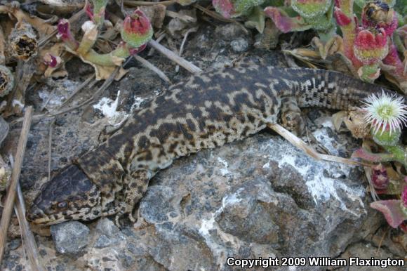 San Clemente Night Lizard (Xantusia riversiana reticulata)