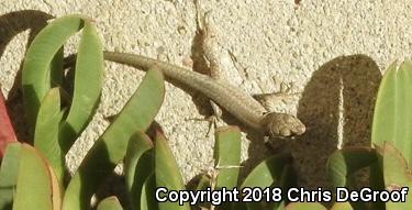 Italian Wall Lizard (Podarcis sicula)