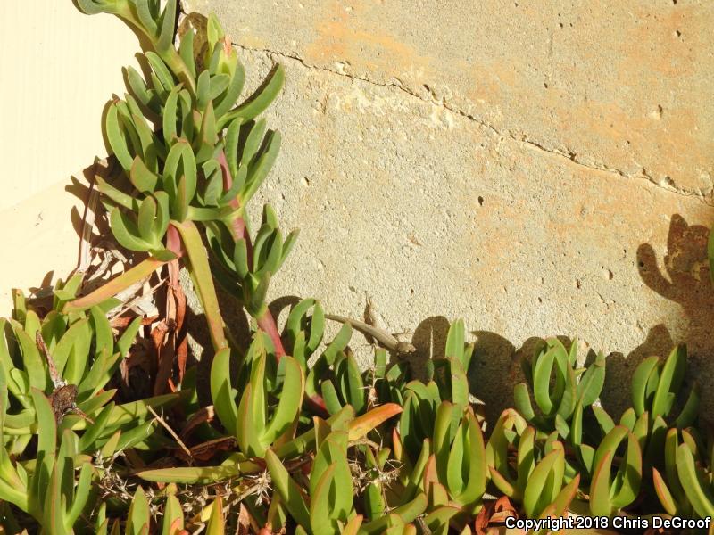 Italian Wall Lizard (Podarcis sicula)