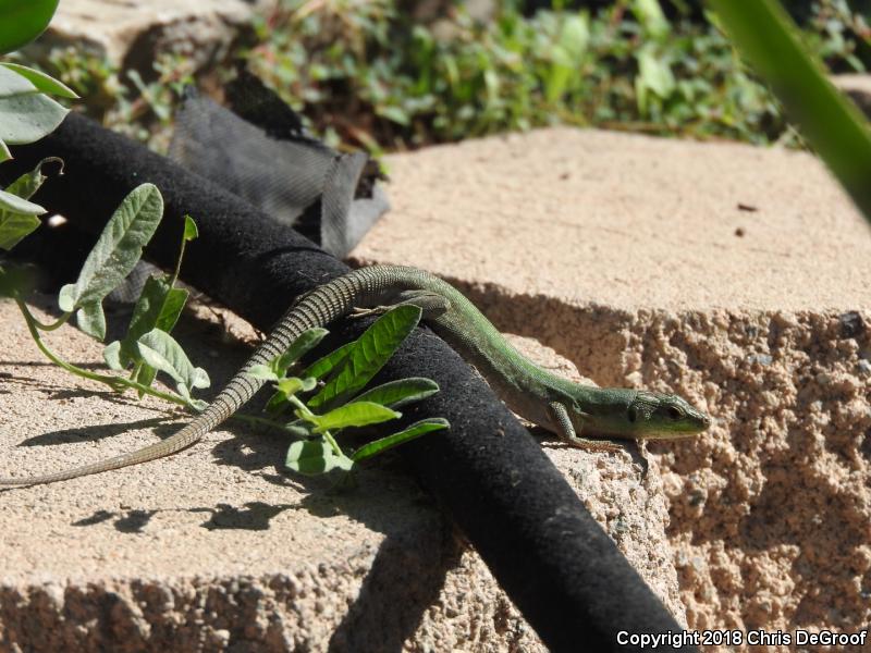 Italian Wall Lizard (Podarcis sicula)