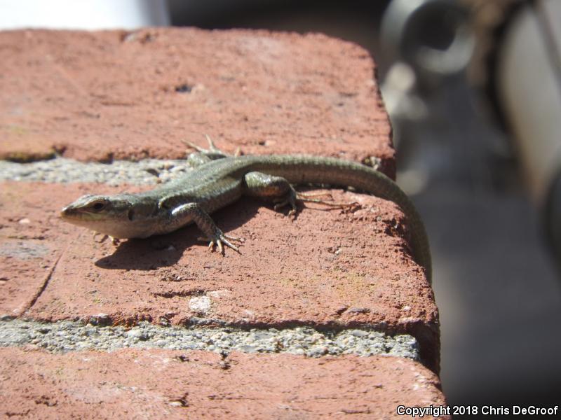 Italian Wall Lizard (Podarcis sicula)