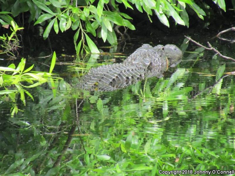 American Alligator (Alligator mississippiensis)