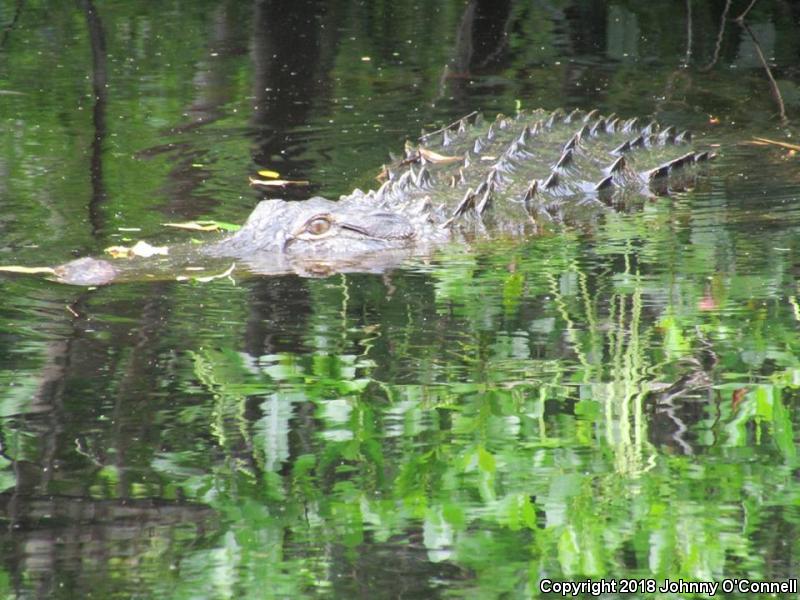 American Alligator (Alligator mississippiensis)