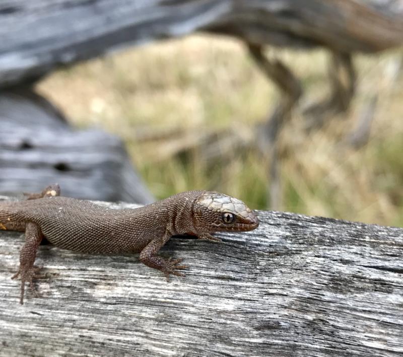 Wiggins's Desert Night Lizard (Xantusia wigginsi)