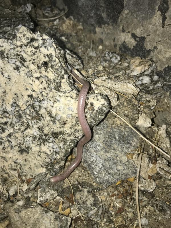 Desert Threadsnake (Leptotyphlops humilis cahuilae)