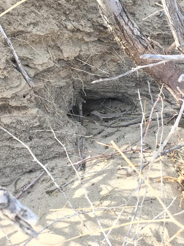 Colorado Desert Fringe-toed Lizard (Uma notata)