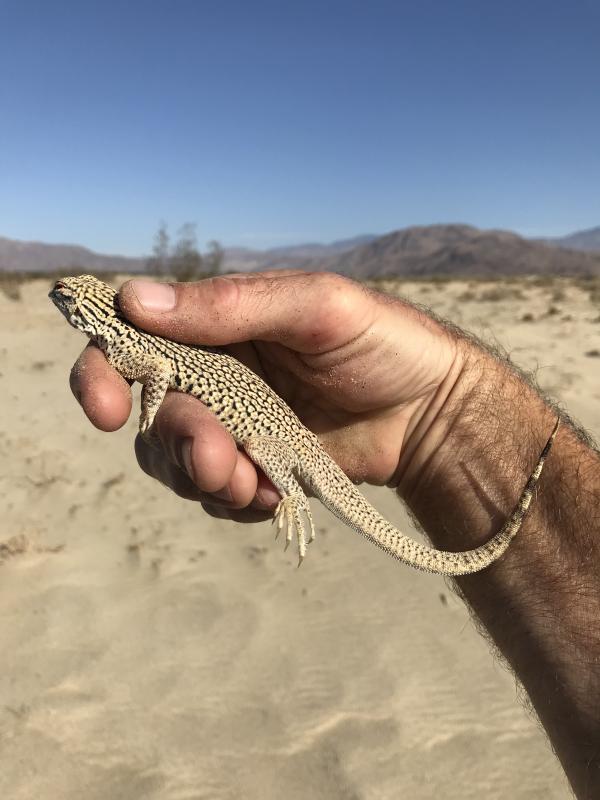 Colorado Desert Fringe-toed Lizard (Uma notata)