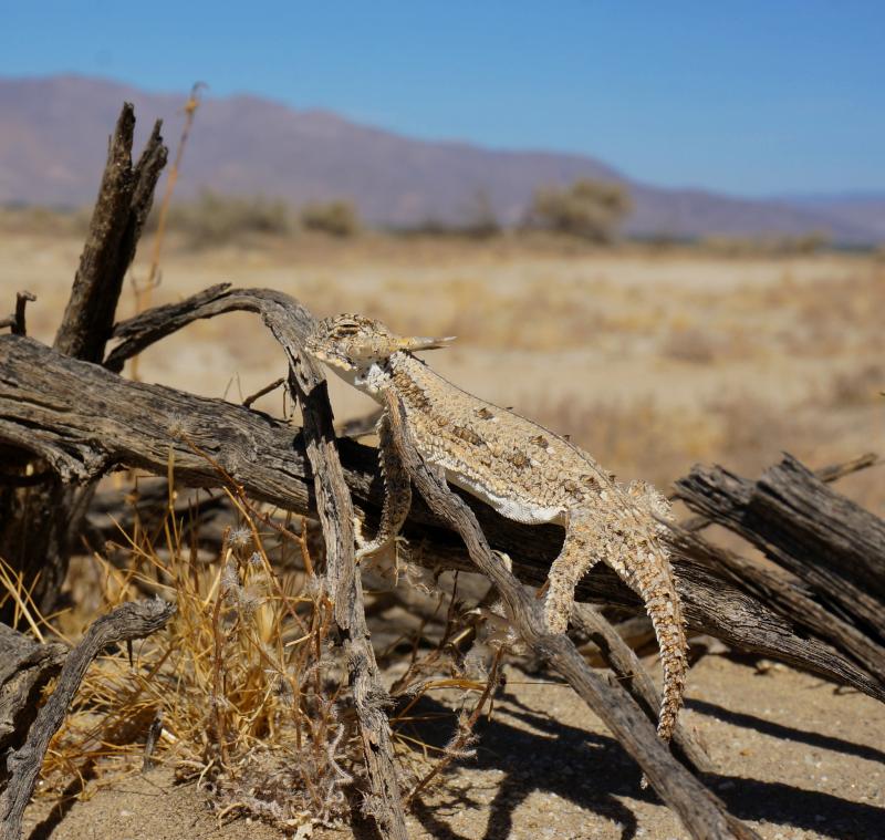 Flat-tailed Horned Lizard (Phrynosoma mcallii)