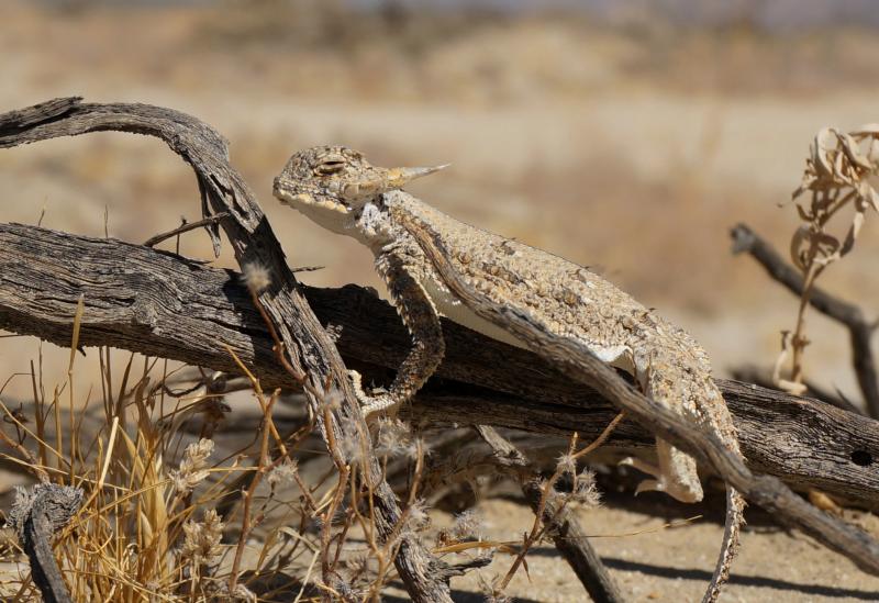 Flat-tailed Horned Lizard (Phrynosoma mcallii)