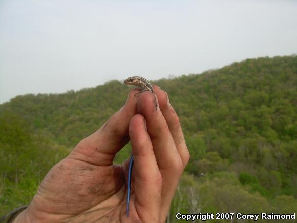 Five-lined Skink (Plestiodon fasciatus)