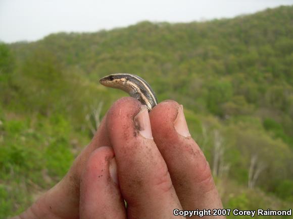 Five-lined Skink (Plestiodon fasciatus)