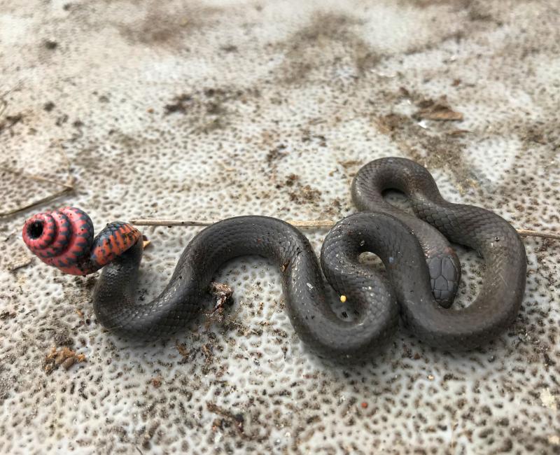 San Diego Ring-necked Snake (Diadophis punctatus similis)