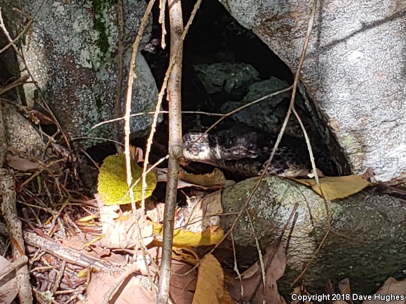 Timber Rattlesnake (Crotalus horridus)