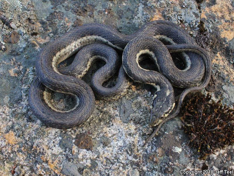 Sierra Gartersnake (Thamnophis couchii)