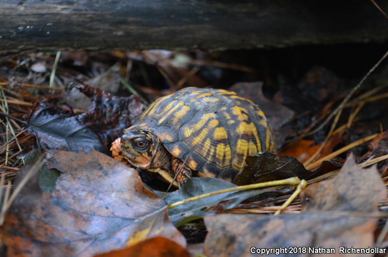 Eastern Box Turtle (Terrapene carolina carolina)