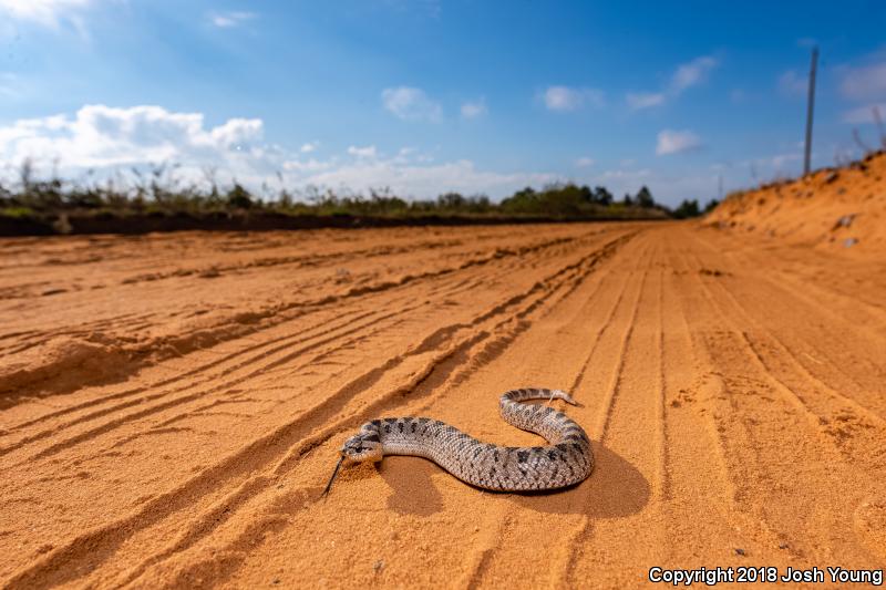 Southern Hog-nosed Snake (Heterodon simus)