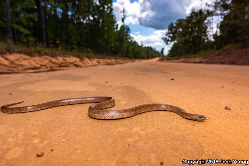 Mole Kingsnake (Lampropeltis calligaster rhombomaculata)