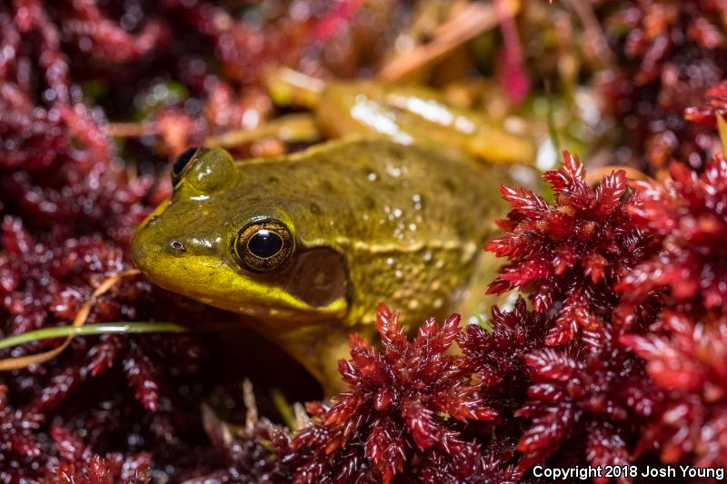 Florida Bog Frog (Lithobates okaloosae)