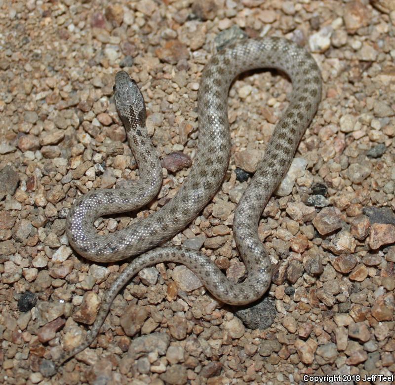 Desert Nightsnake (Hypsiglena chlorophaea deserticola)