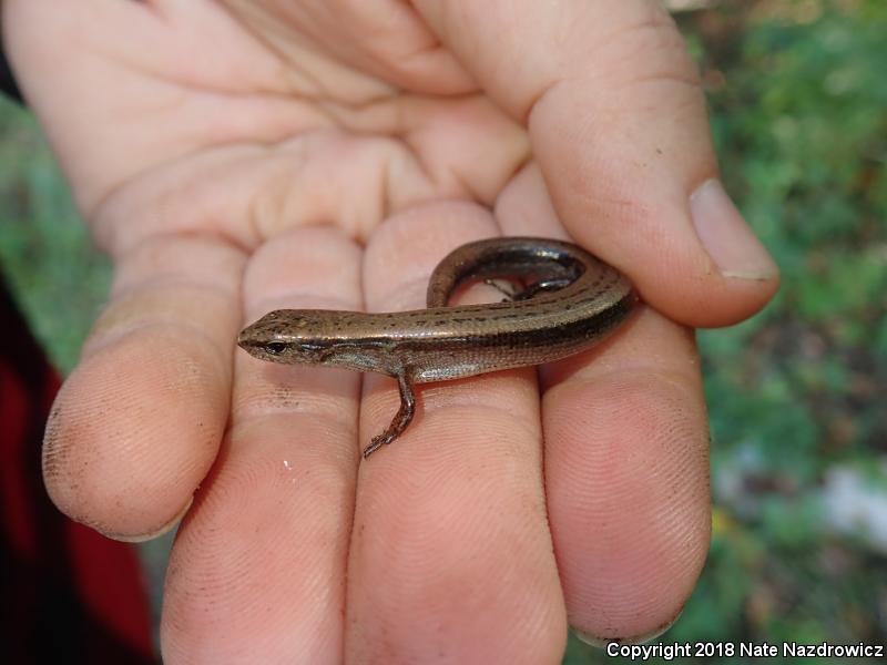 Little Brown Skink (Scincella lateralis)