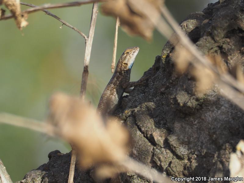 San Joaquin Fence Lizard (Sceloporus occidentalis biseriatus)