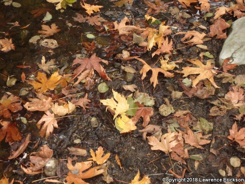 Foothill Yellow-legged Frog (Rana boylii)