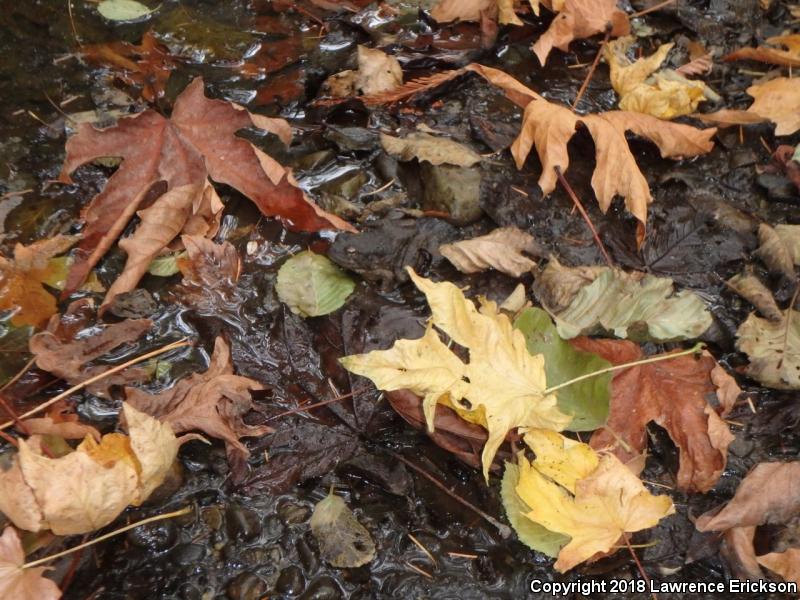 Foothill Yellow-legged Frog (Rana boylii)