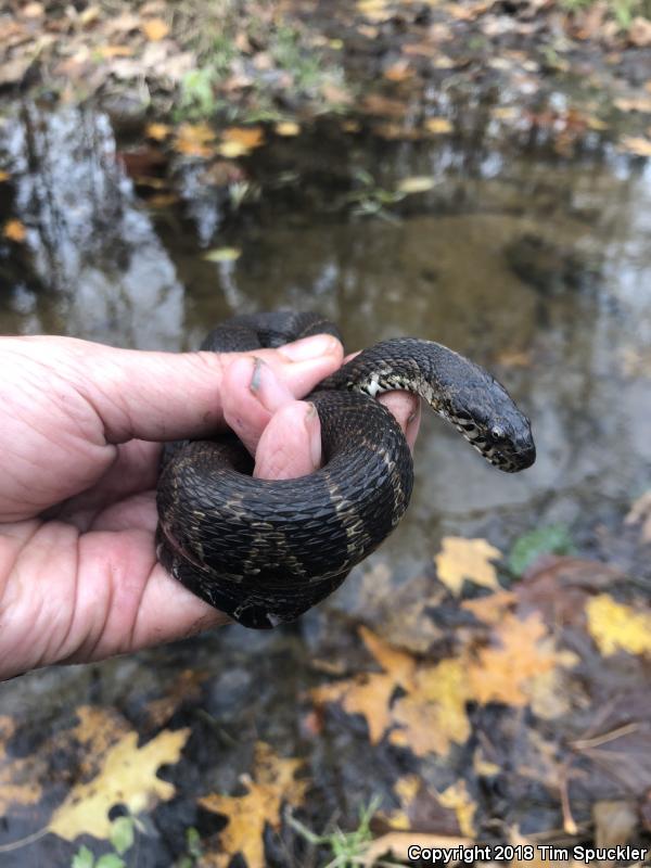 Northern Watersnake (Nerodia sipedon sipedon)