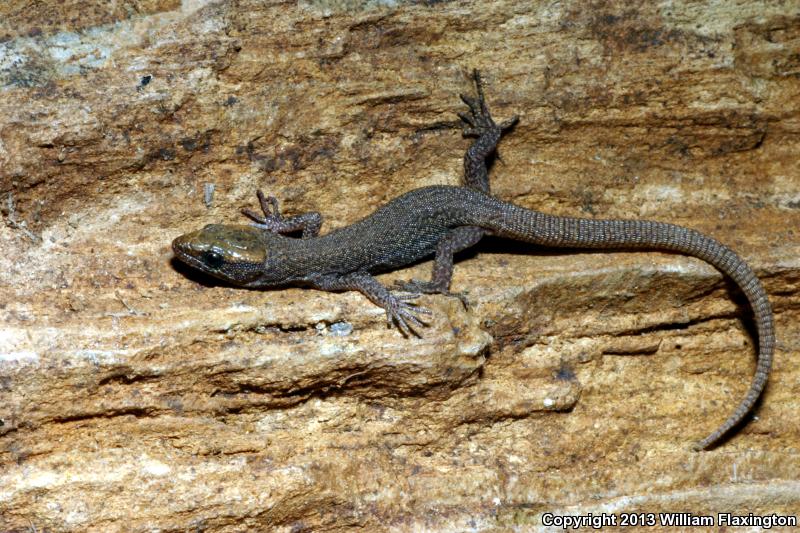 Sierra Night Lizard (Xantusia sierrae)