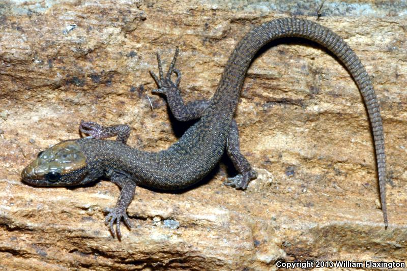 Sierra Night Lizard (Xantusia sierrae)