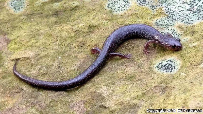 Valley And Ridge Salamander (Plethodon hoffmani)