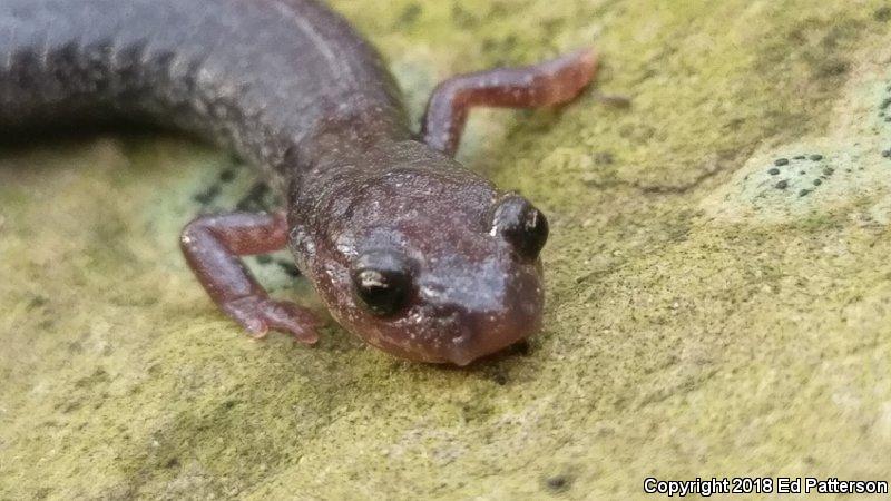 Valley And Ridge Salamander (Plethodon hoffmani)