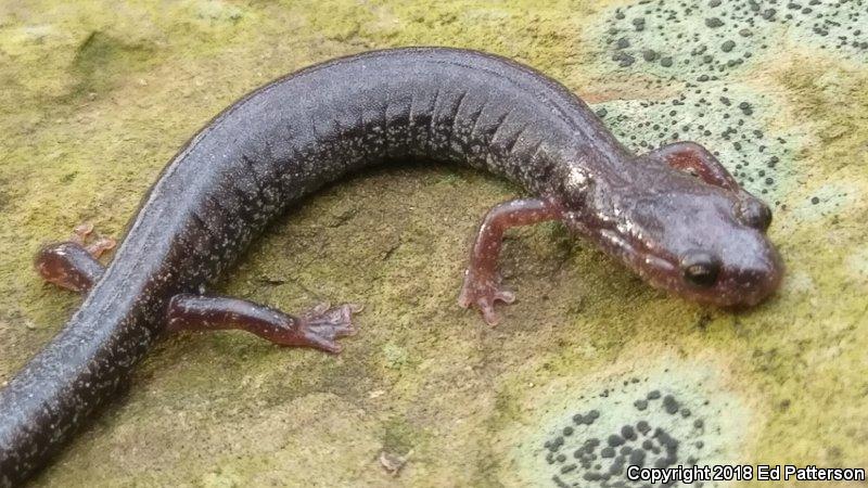 Valley And Ridge Salamander (Plethodon hoffmani)