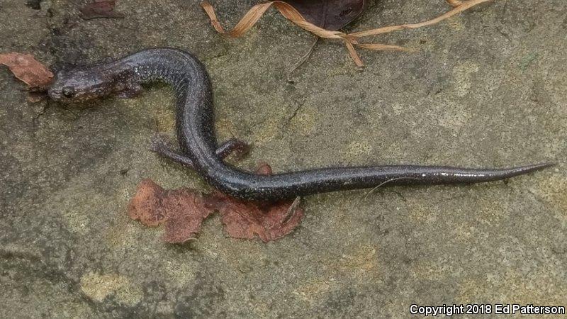 Valley And Ridge Salamander (Plethodon hoffmani)