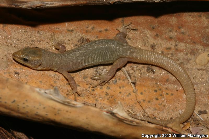 Wiggins's Desert Night Lizard (Xantusia wigginsi)