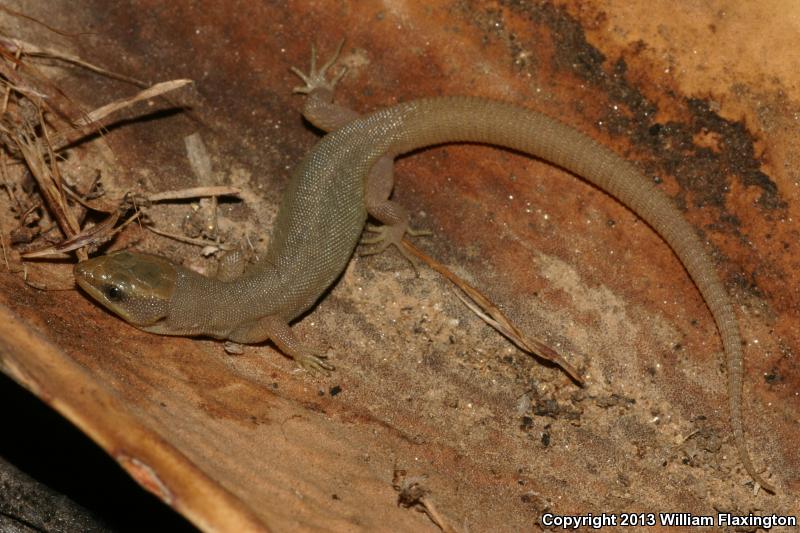 Wiggins's Desert Night Lizard (Xantusia wigginsi)