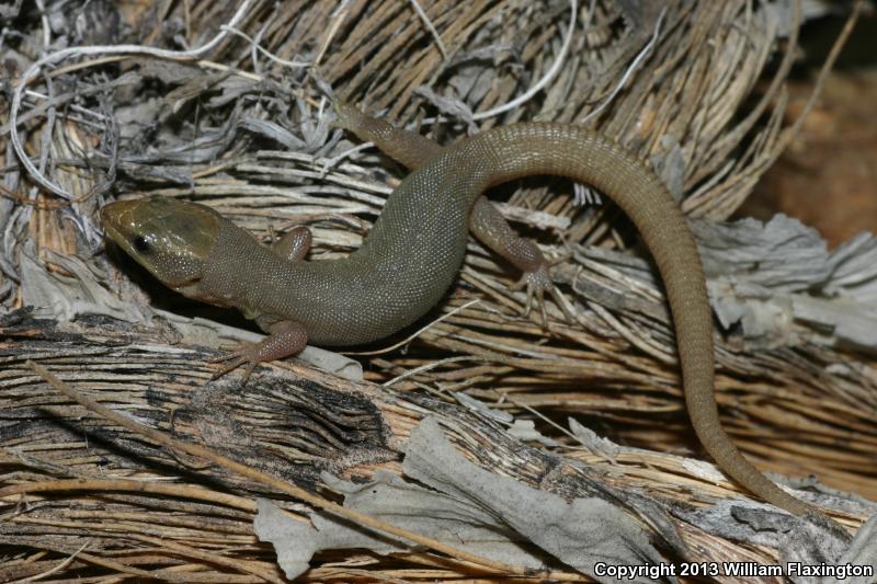 Wiggins's Desert Night Lizard (Xantusia wigginsi)